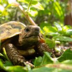 What is the Oxford University Tortoise Race and Fair? - History, Fun Facts