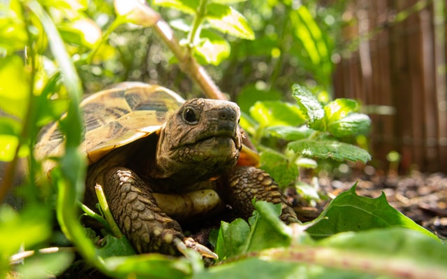 What is the Oxford University Tortoise Race and Fair? - History, Fun Facts